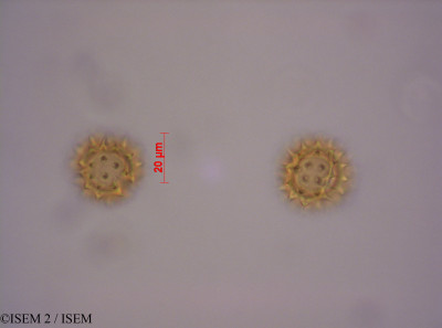 ISEM 2/Galinsoga_mandonii_29161/Galinsoga_mandonii_29161_0001(copy)_thumb.jpg